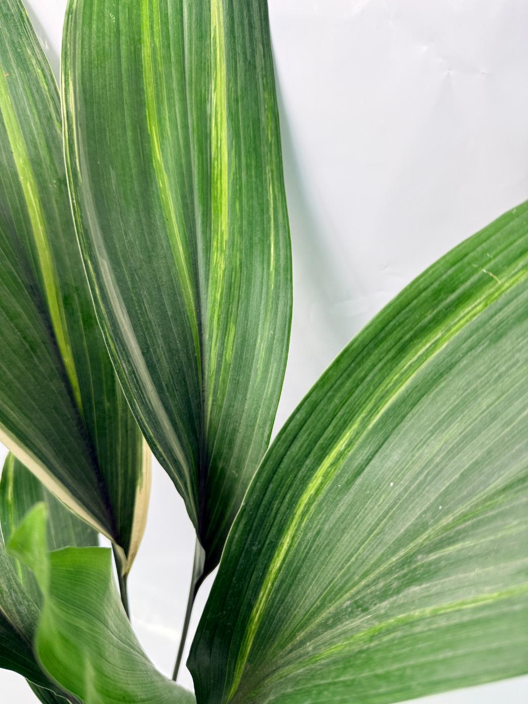Aspidistra Elatior Variegata 