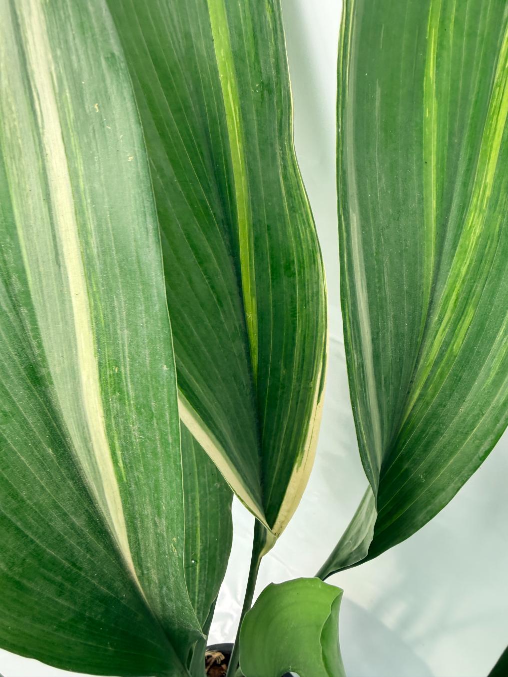 Aspidistra Elatior Variegata 