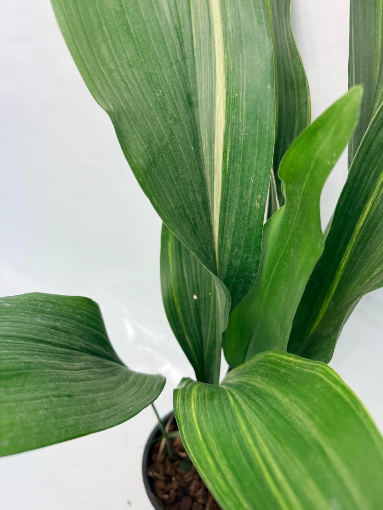 Aspidistra Elatior Variegata 