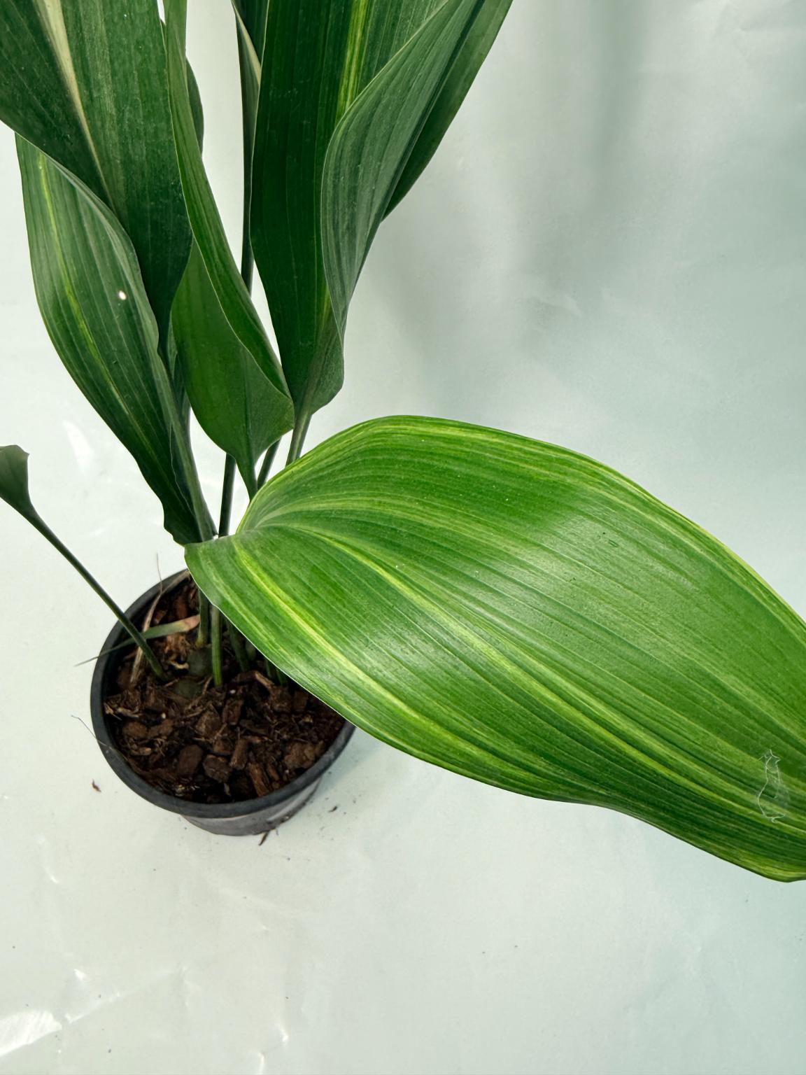 Aspidistra Elatior Variegata 