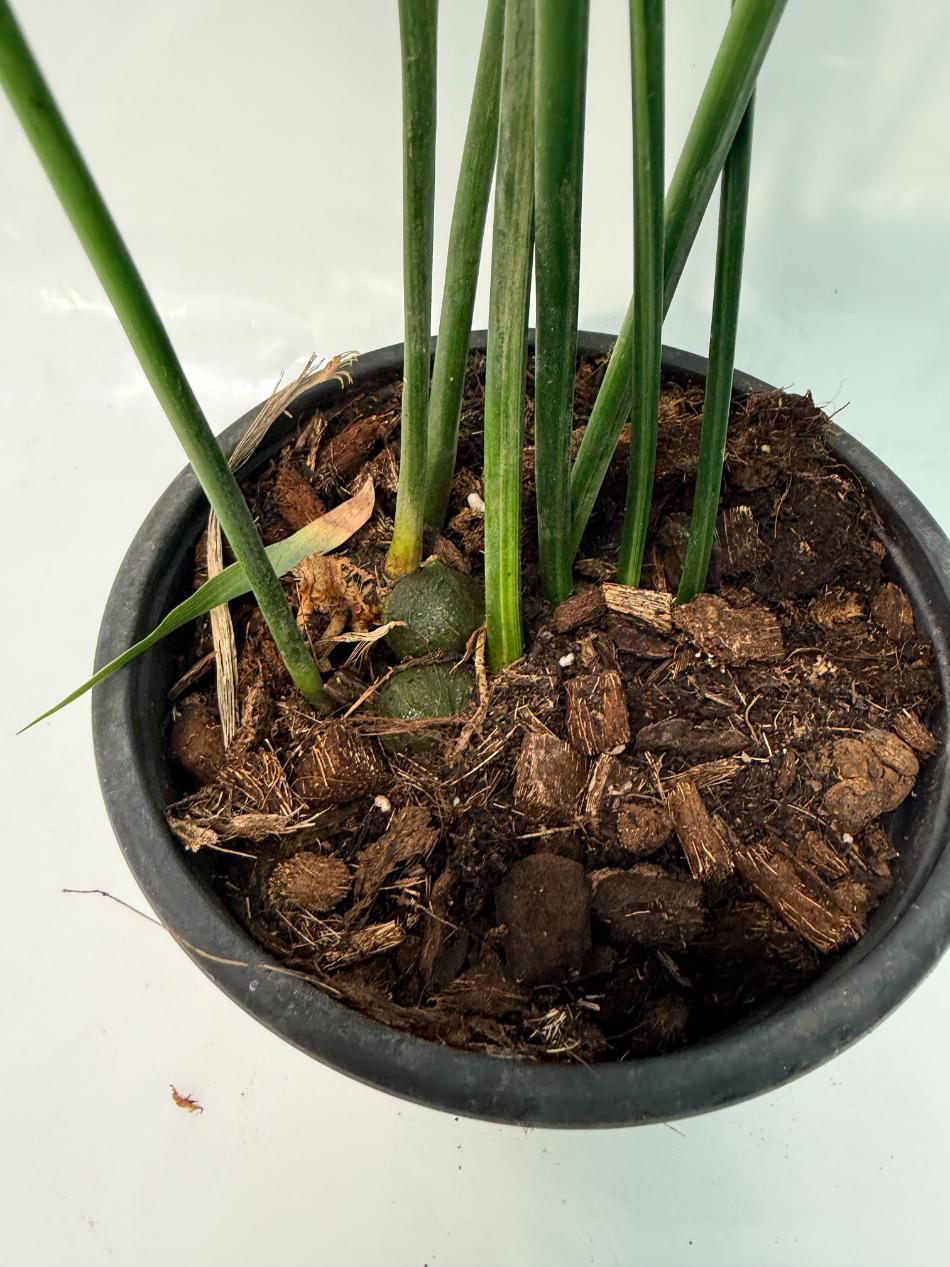 Aspidistra Elatior Variegata 