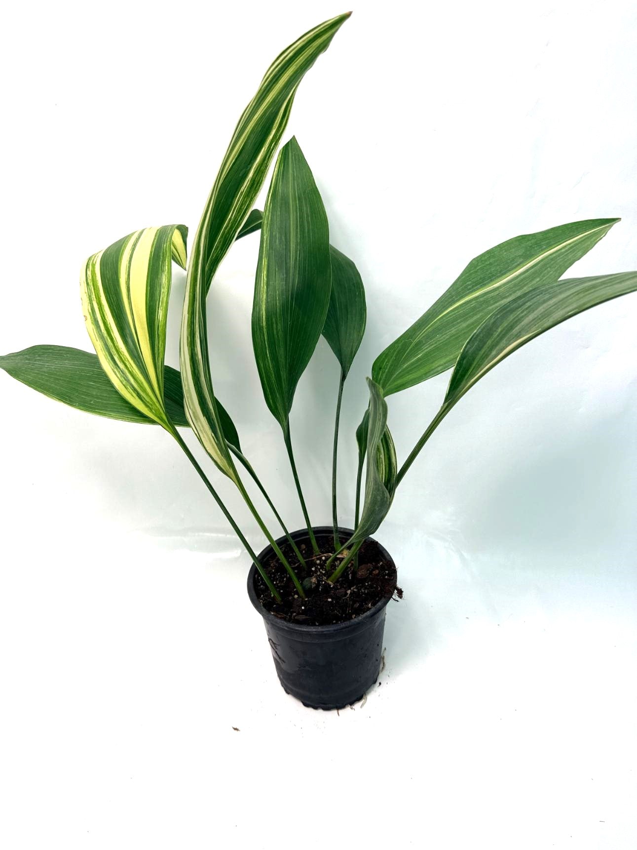 Aspidistra 
Elatior Variegata 