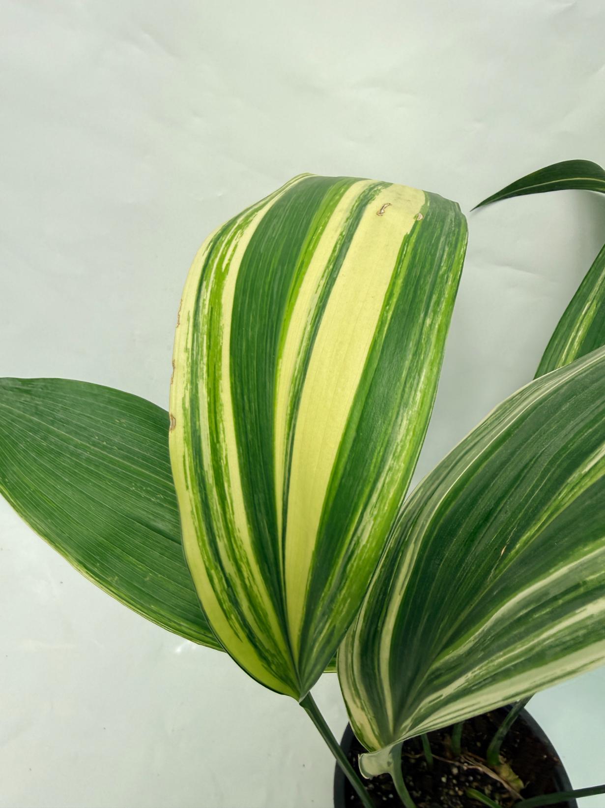 Aspidistra Elatior Variegata 