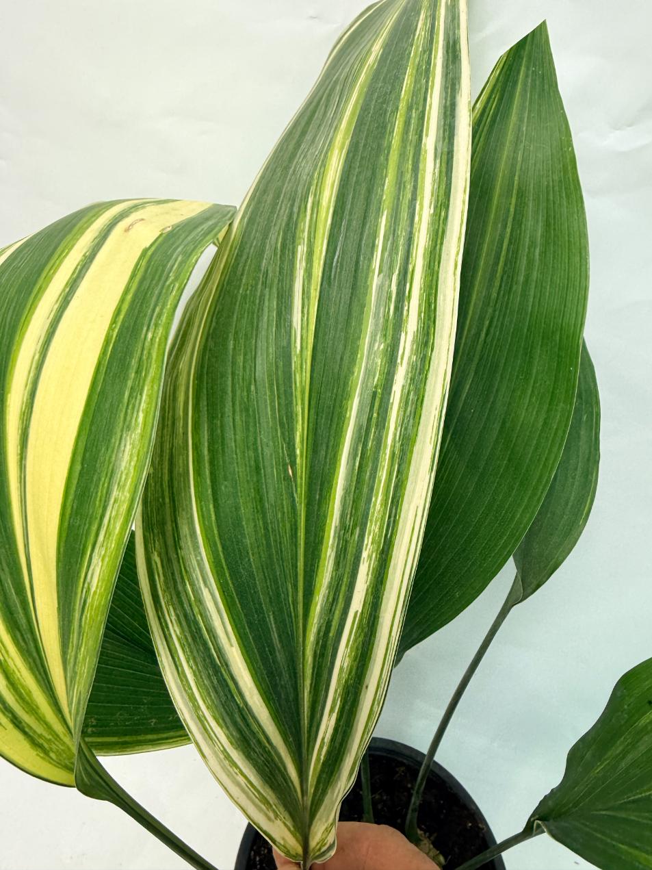 Aspidistra Elatior Variegata 