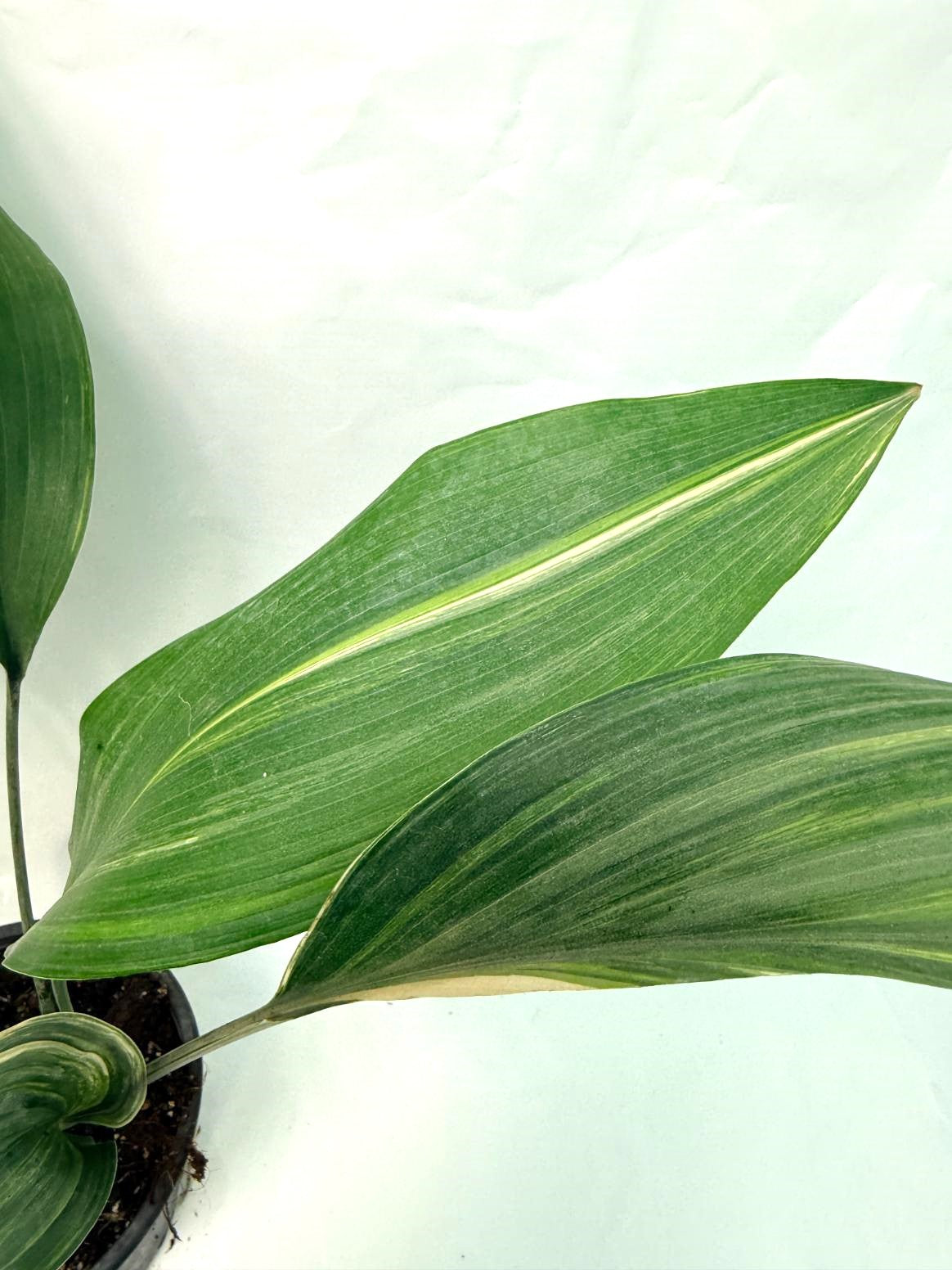 Aspidistra Elatior Variegata 