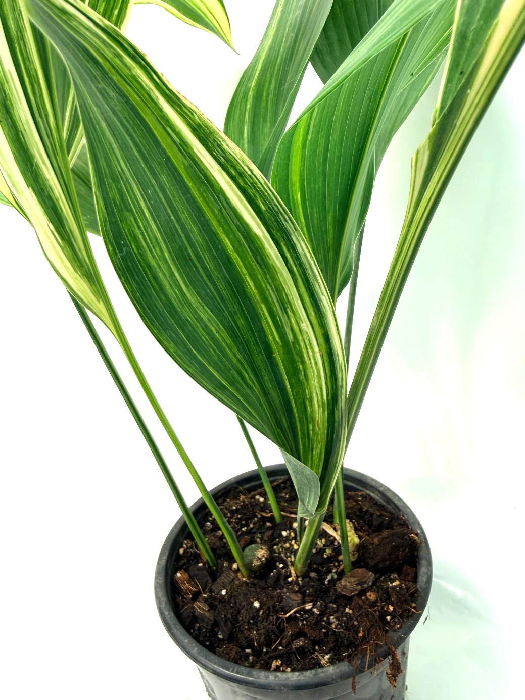 Aspidistra Elatior Variegata 