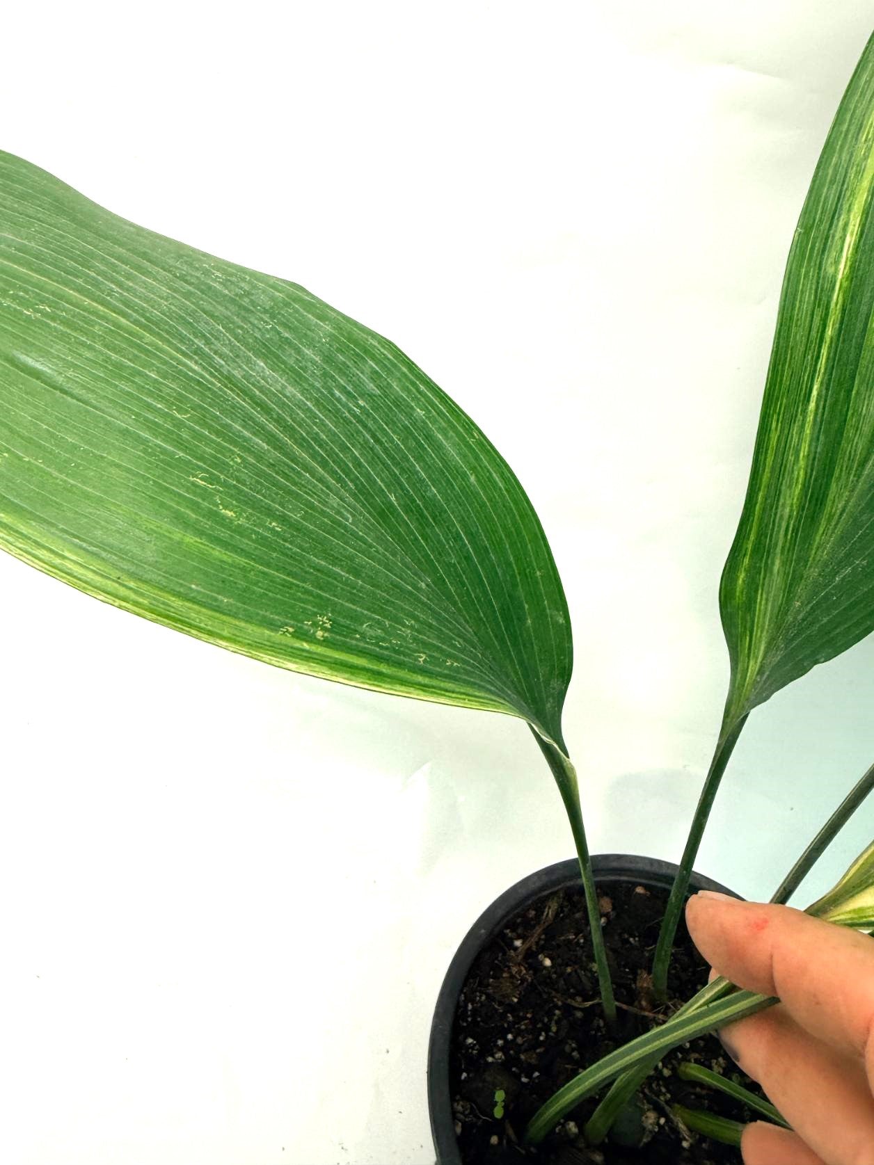 Aspidistra Elatior Variegata 