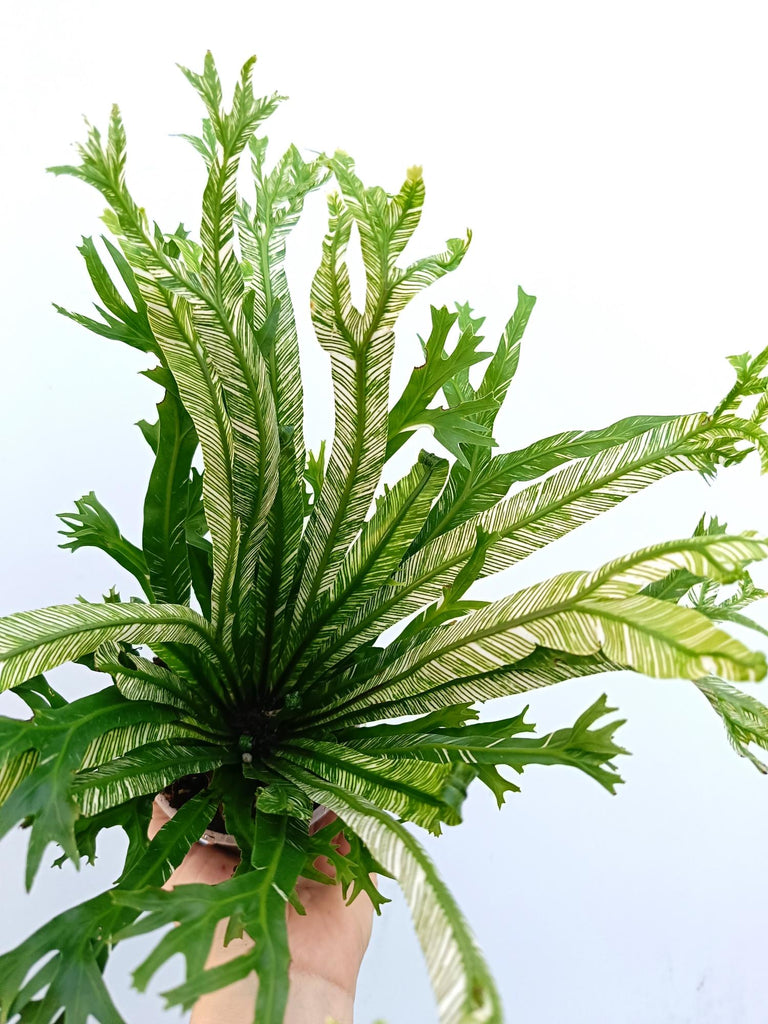 Asplenium australasicum variegata