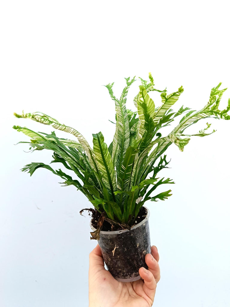 Asplenium australasicum variegata