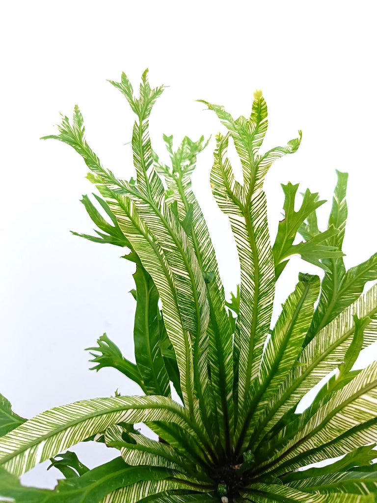 Asplenium australasicum variegata