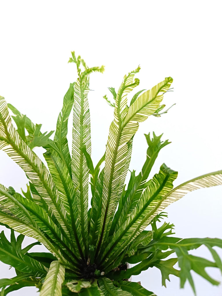 Asplenium australasicum variegata