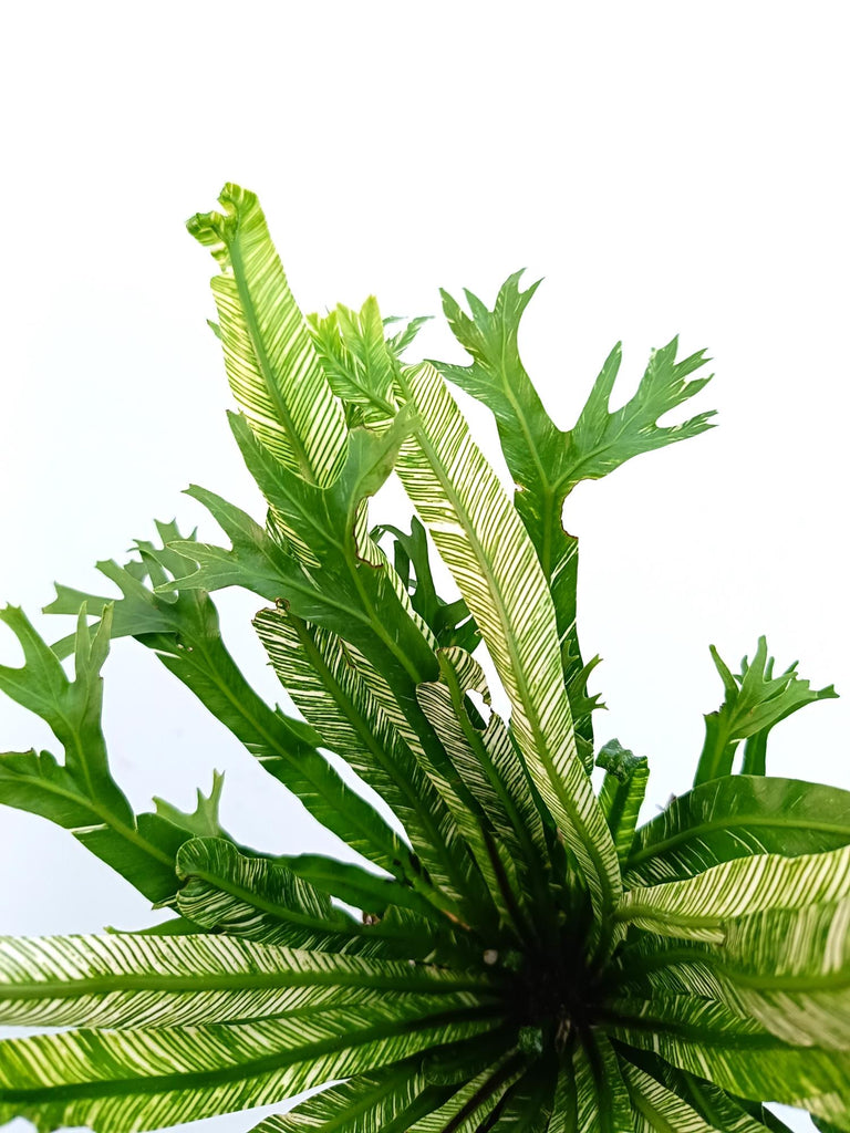 Asplenium australasicum variegata