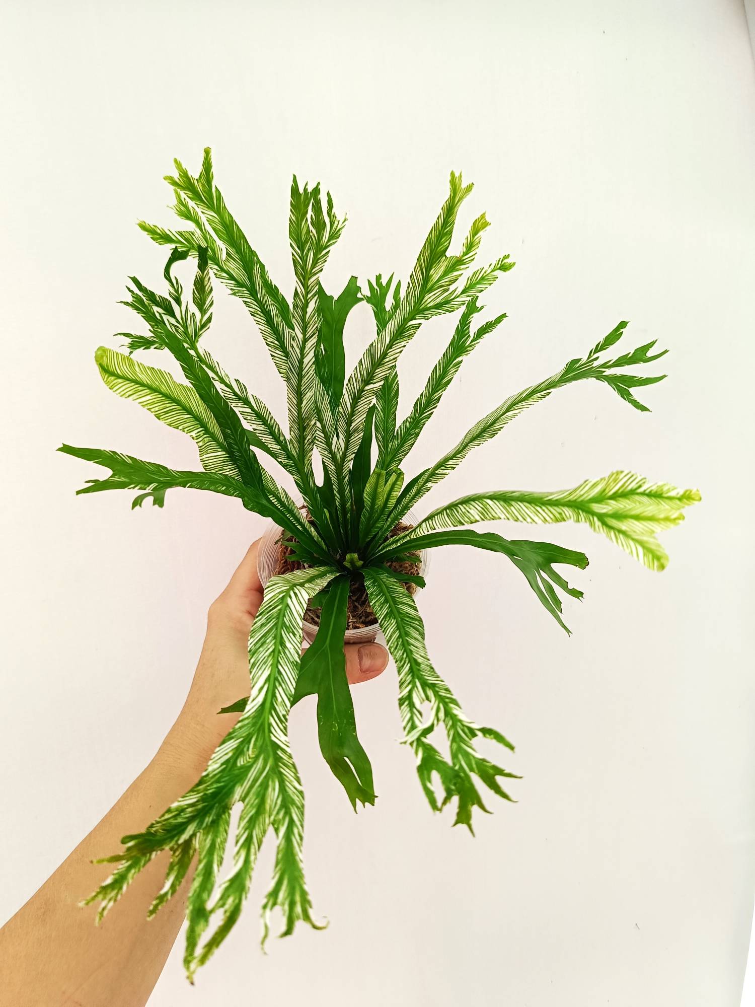 Asplenium Australasicum variegata