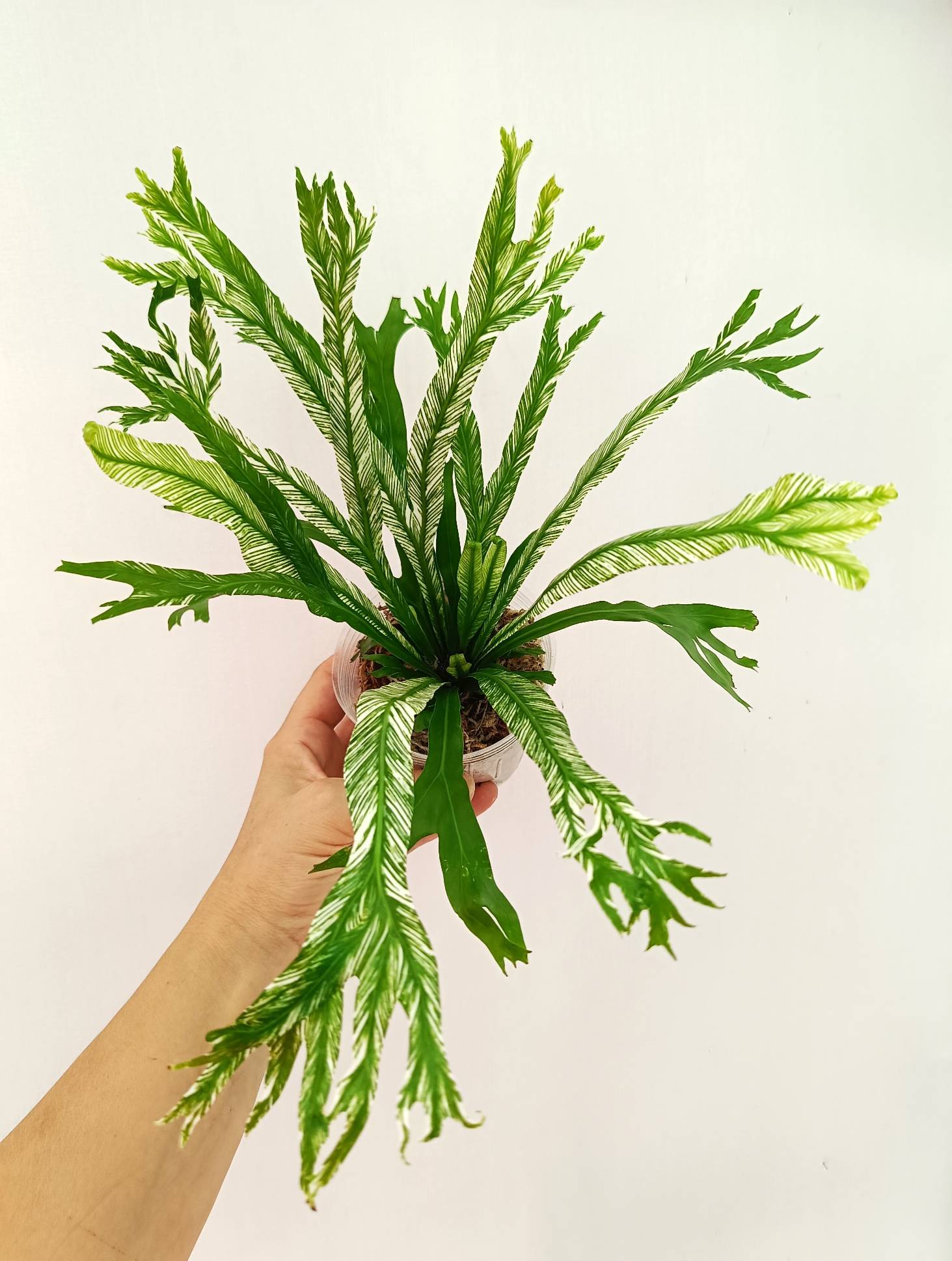 Asplenium Australasicum variegata