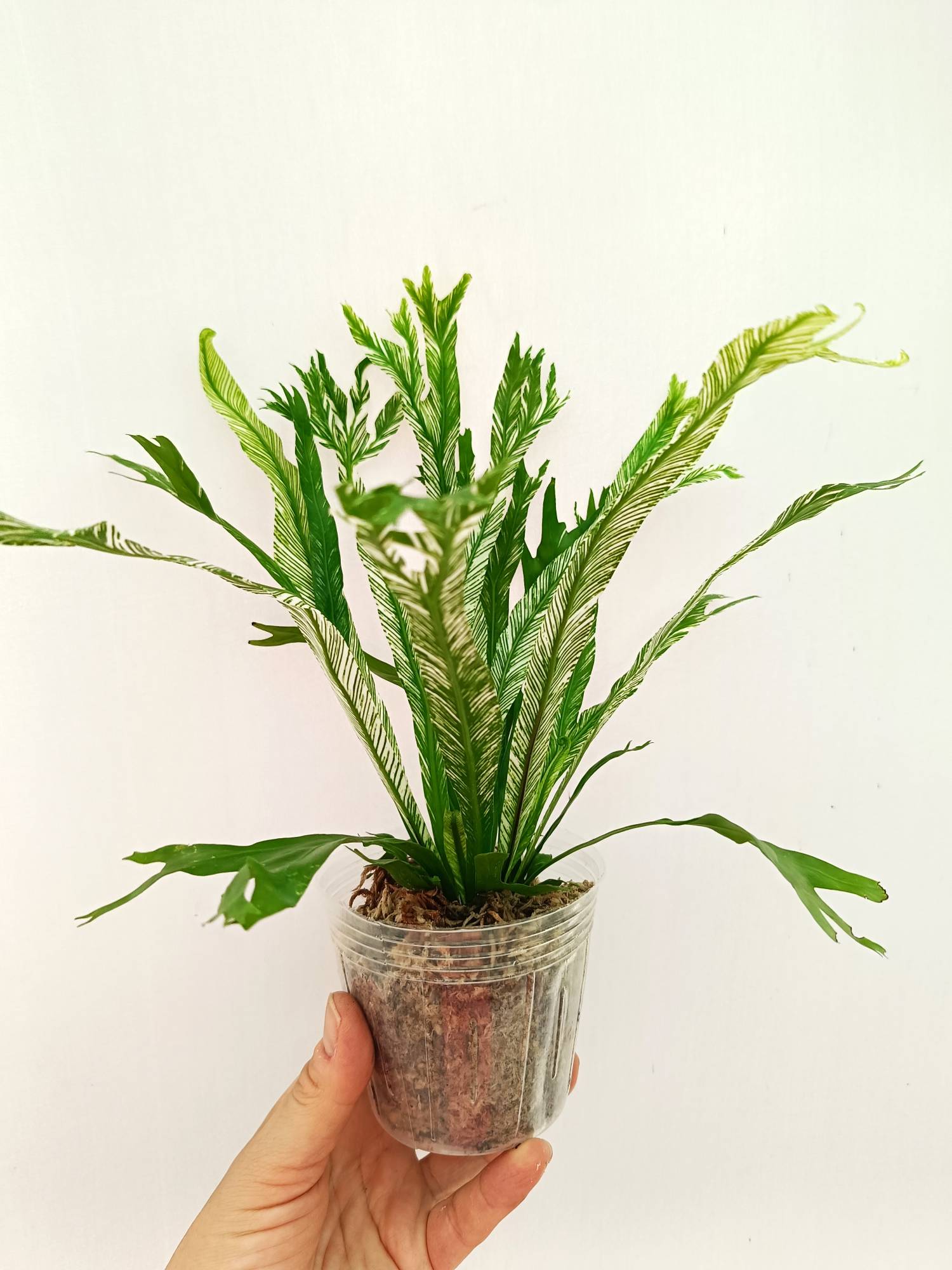 Asplenium Australasicum variegata