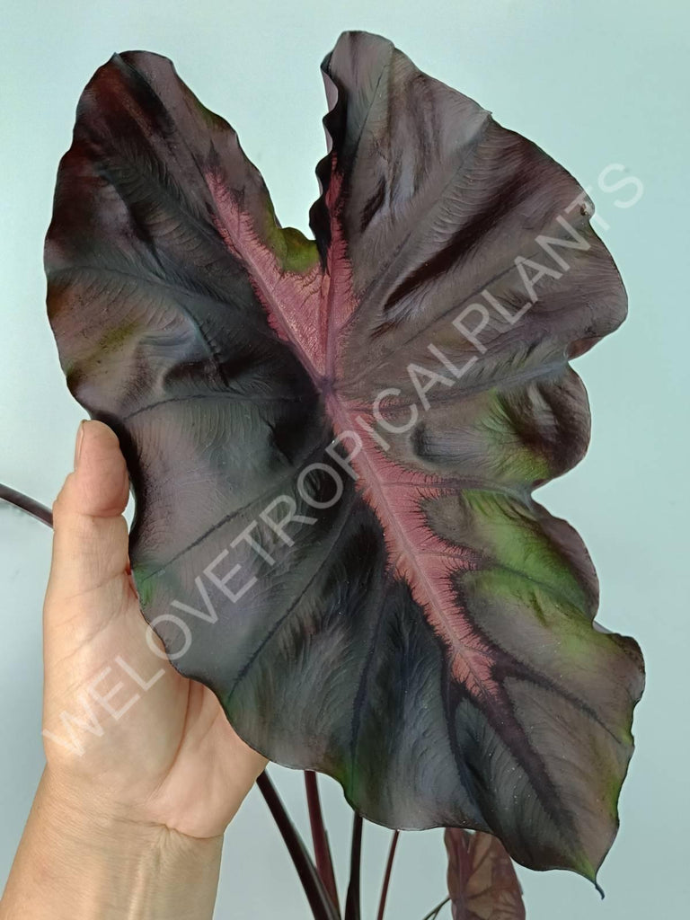 Colocasia black lava