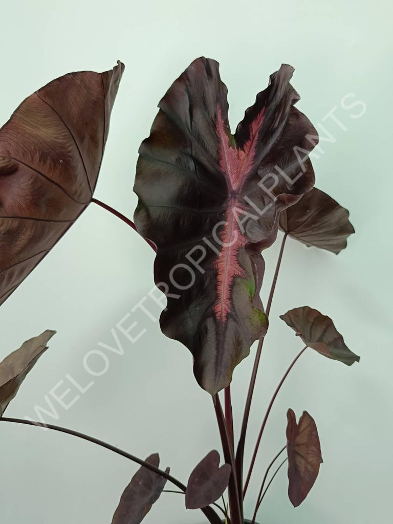 Colocasia black lava