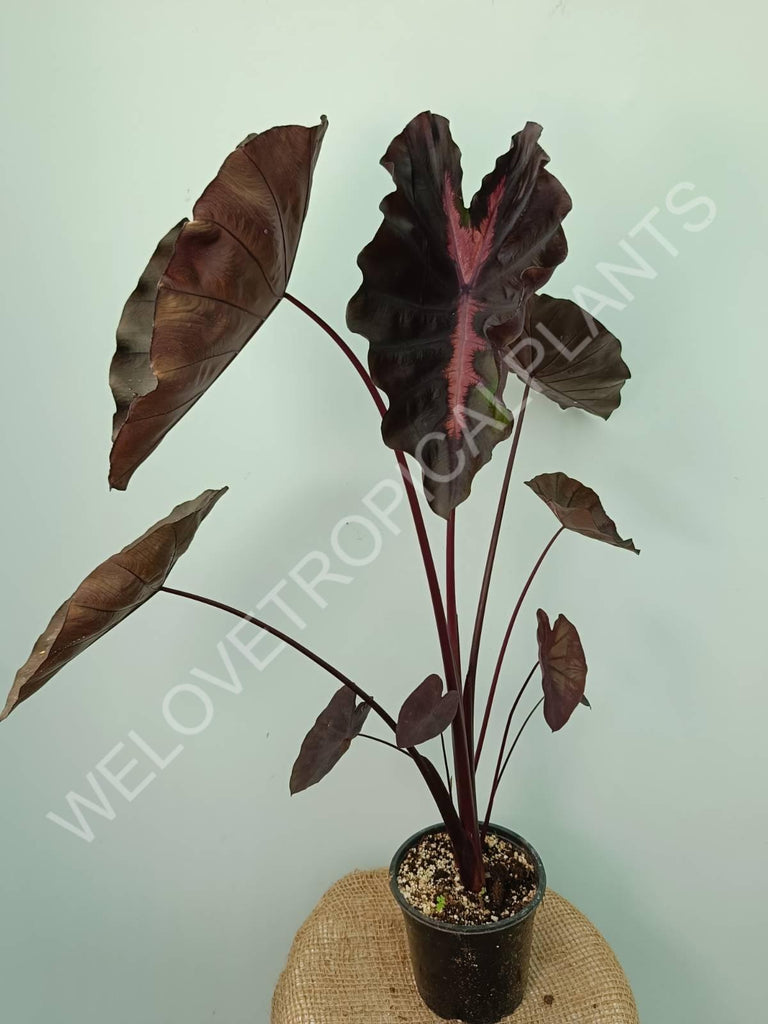 Colocasia black lava