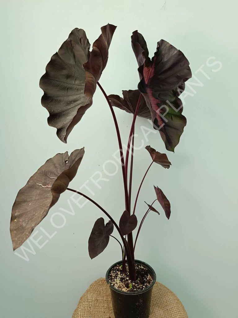 Colocasia black lava