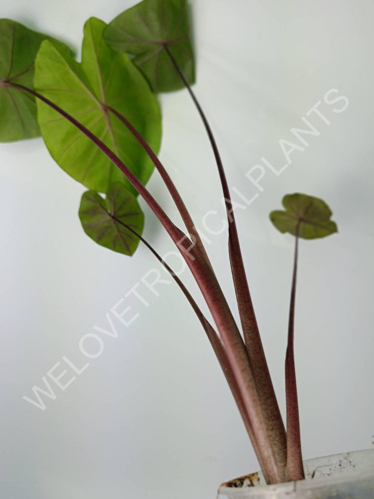 Colocasia black lava 