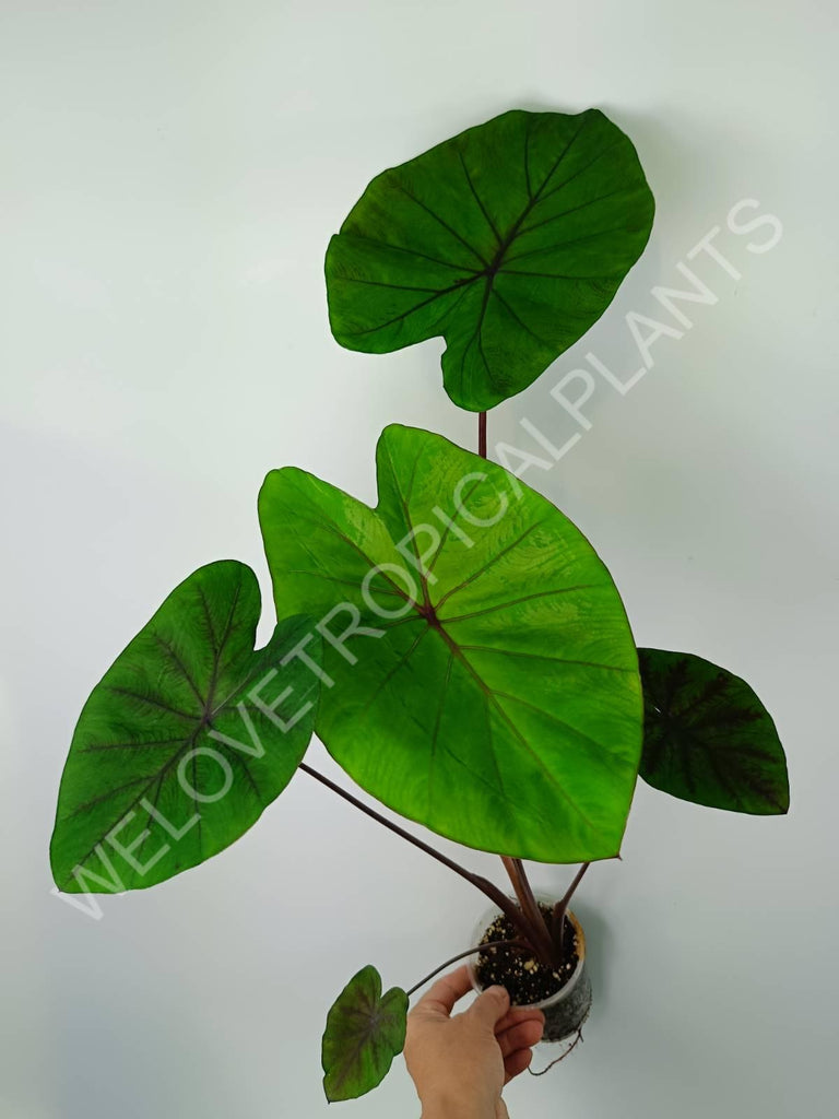 Colocasia black lava 