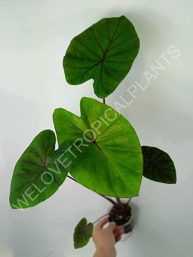 Colocasia black lava 