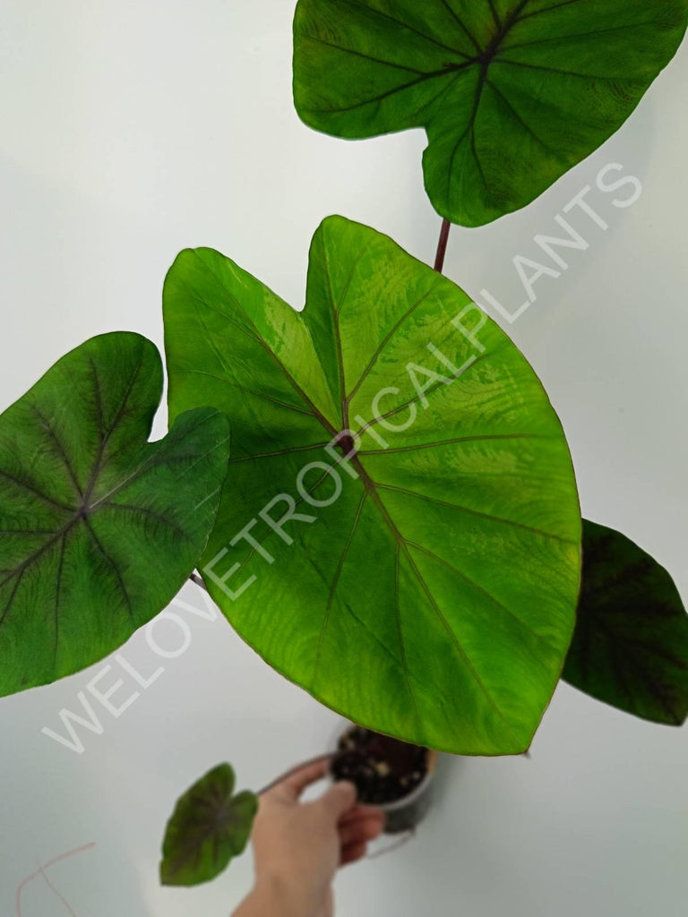 Colocasia black lava 