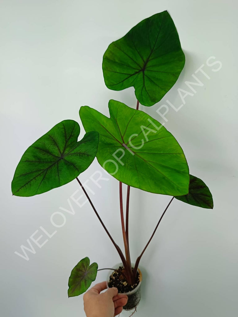 Colocasia black lava 