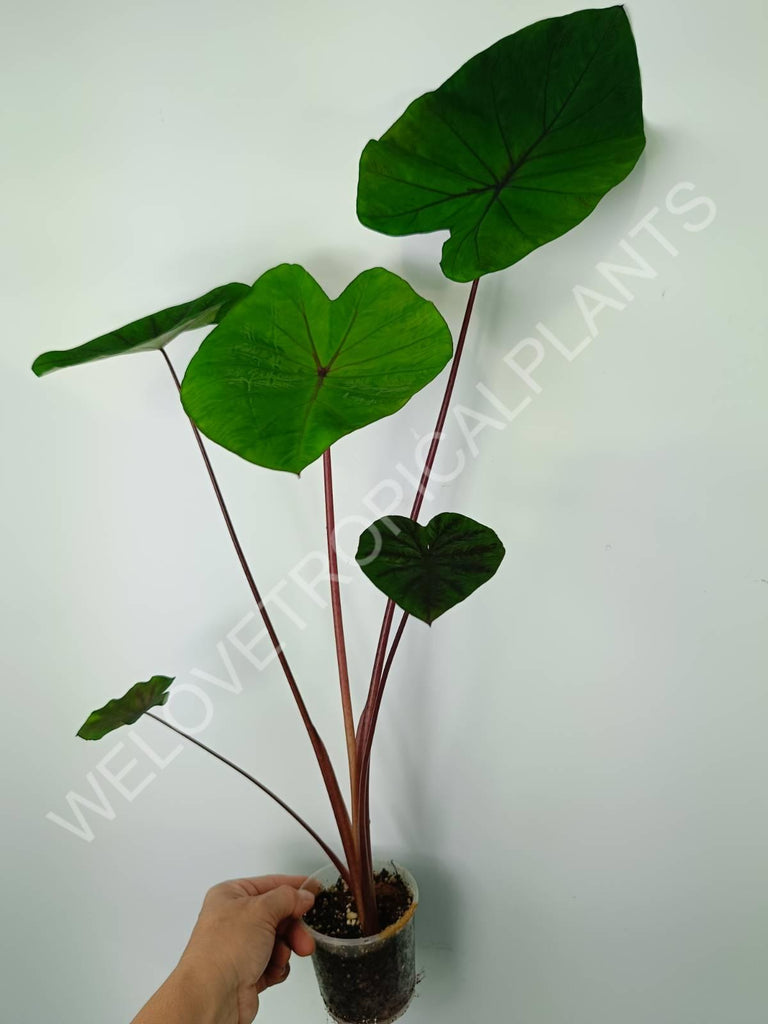 Colocasia black lava 