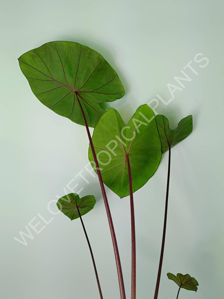 Colocasia black lava 