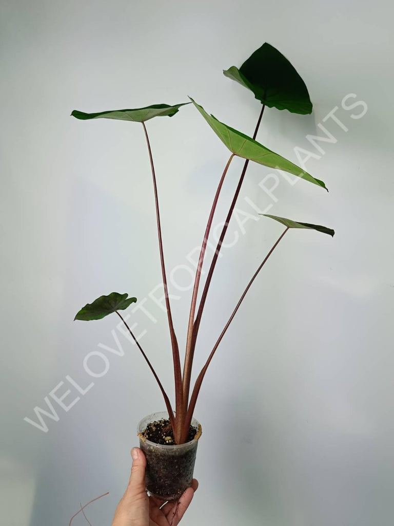 Colocasia black lava 