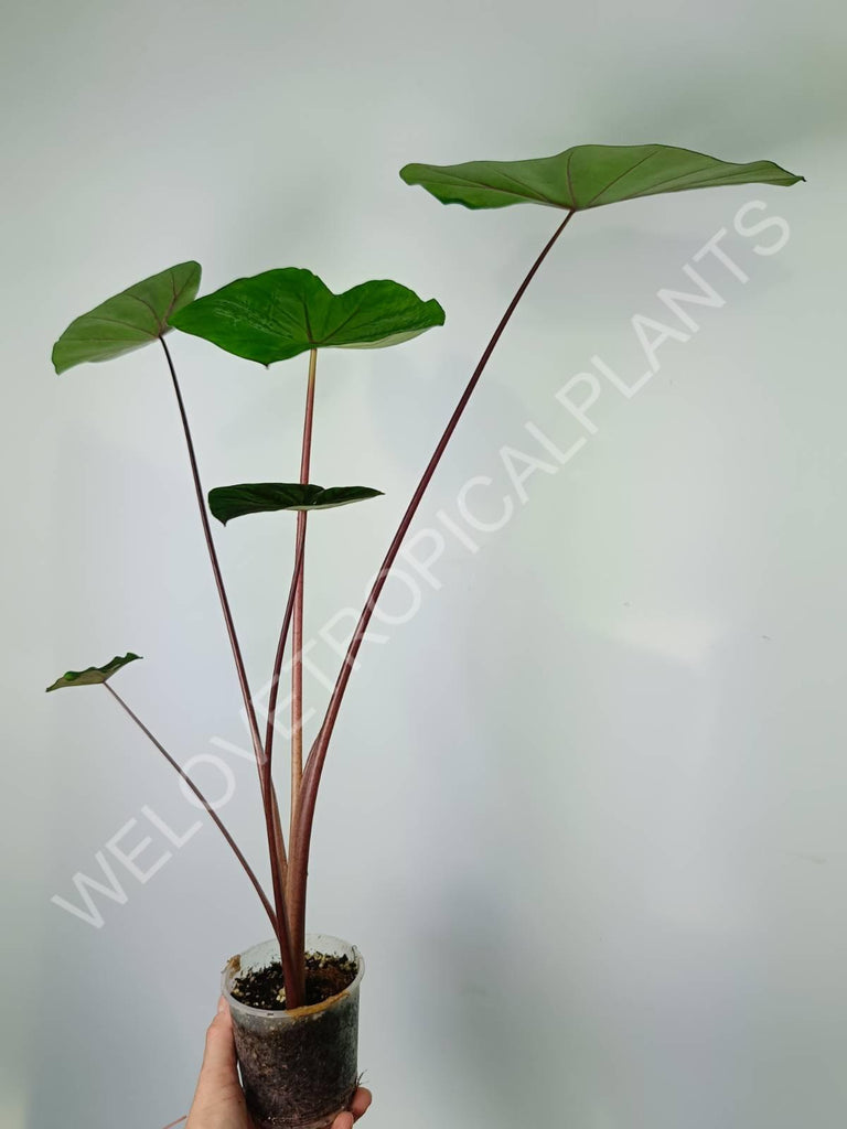 Colocasia black lava 