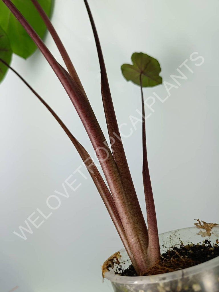 Colocasia black lava 