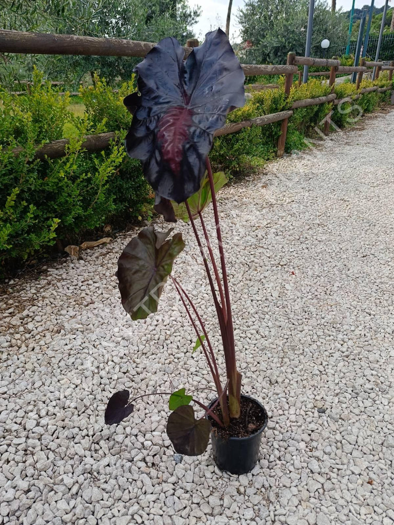 Colocasia black lava