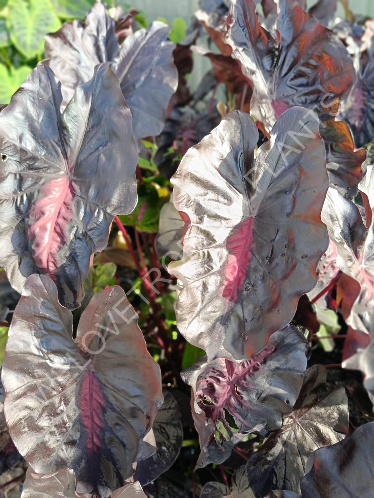 Black Lava Colocasia Elephant Ear – Small Rooted Starter Plant, Indoor/Outdoor, Tropical