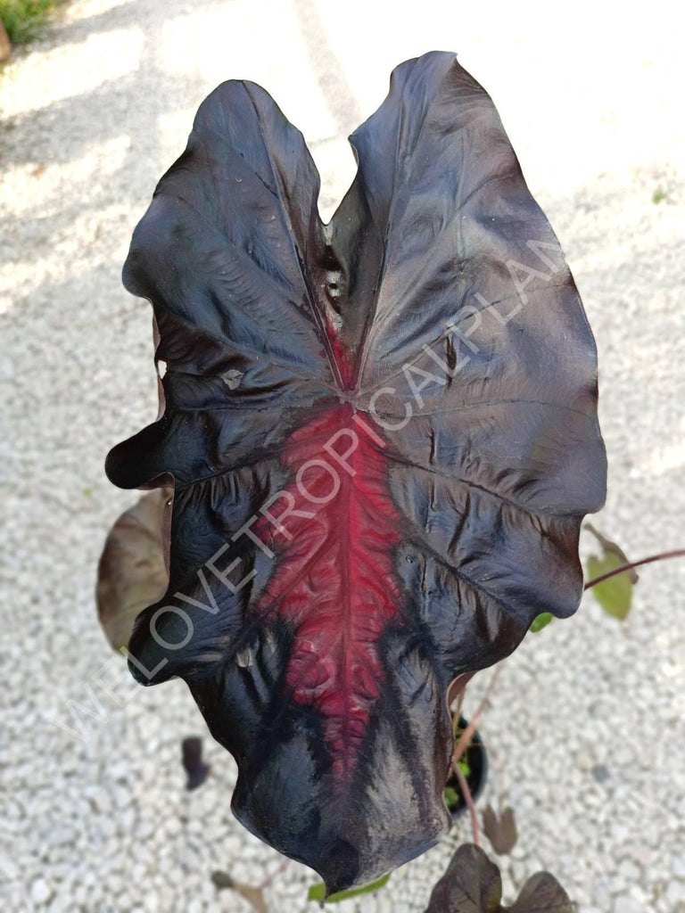 Colocasia black lava