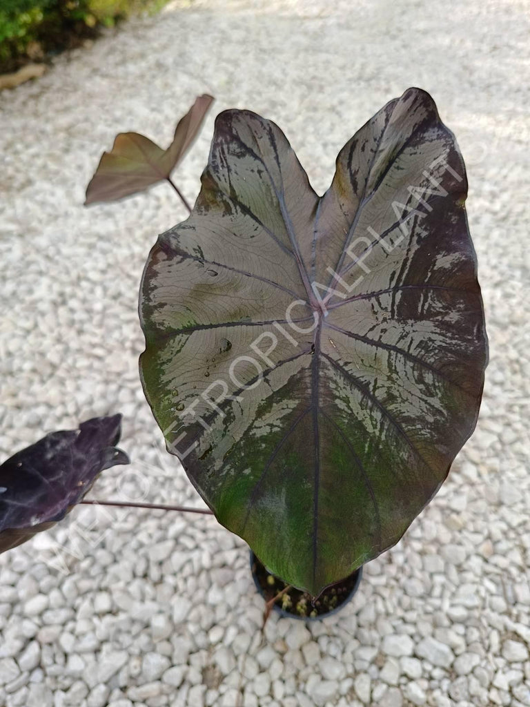 Colocasia black lava