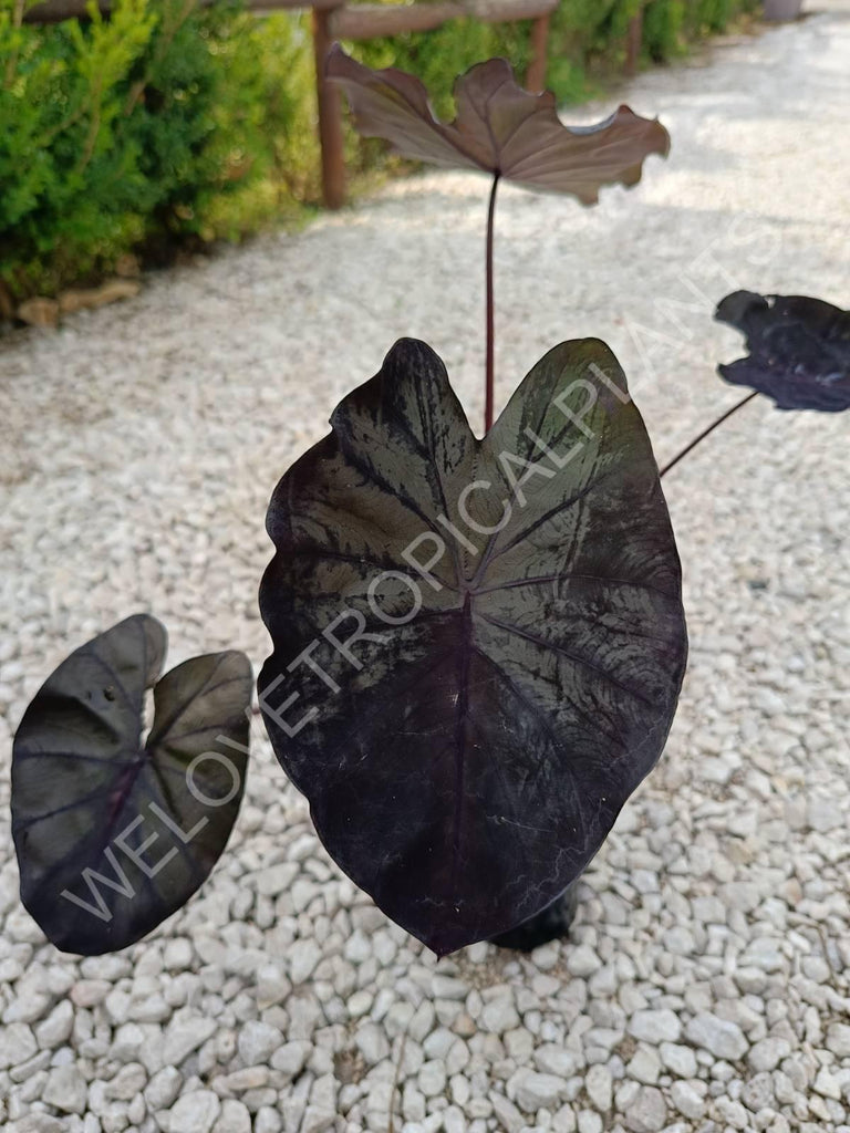 Colocasia black lava