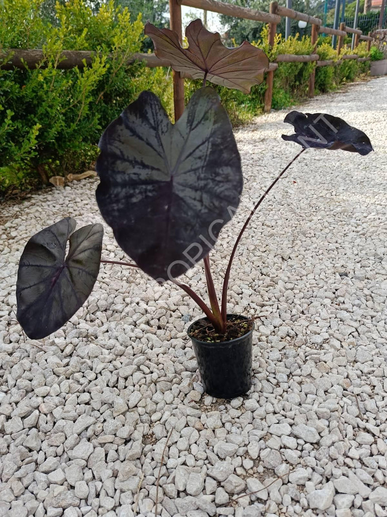 Colocasia black lava