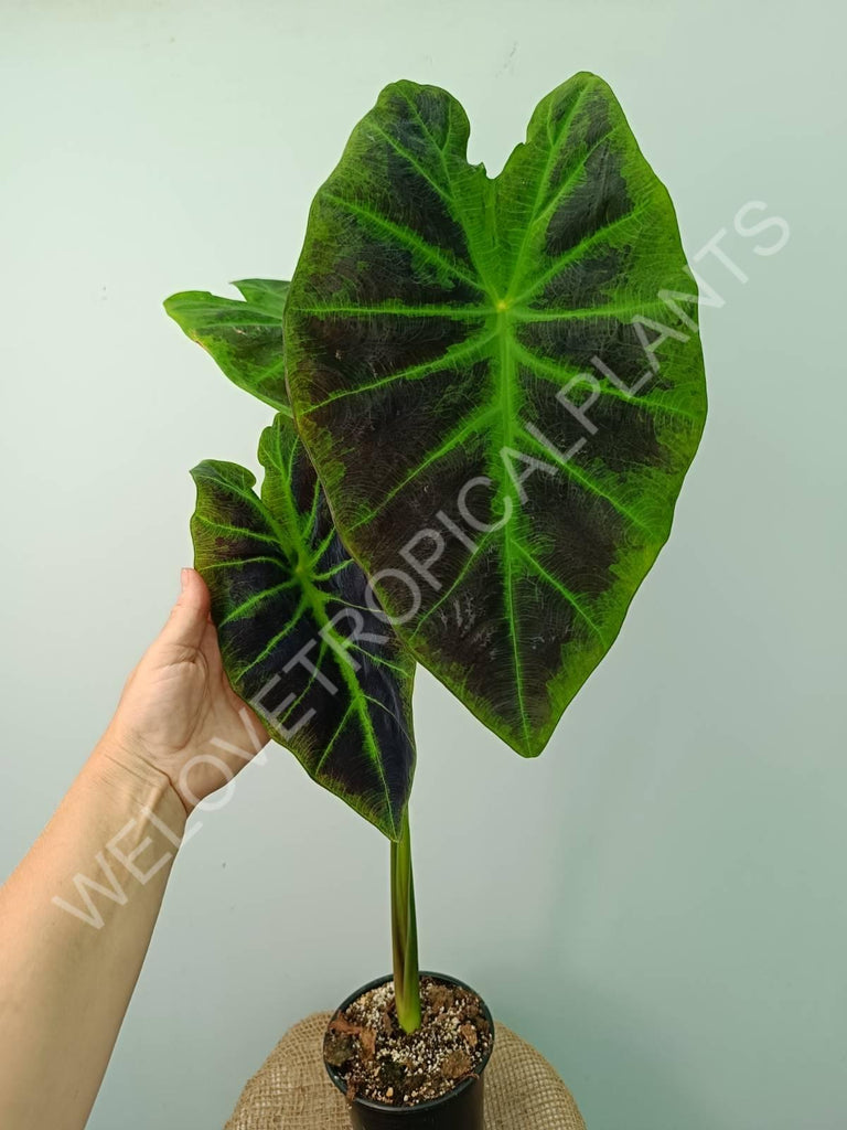 Colocasia illustris