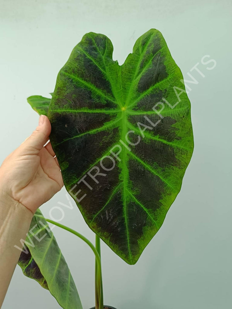 Colocasia illustris