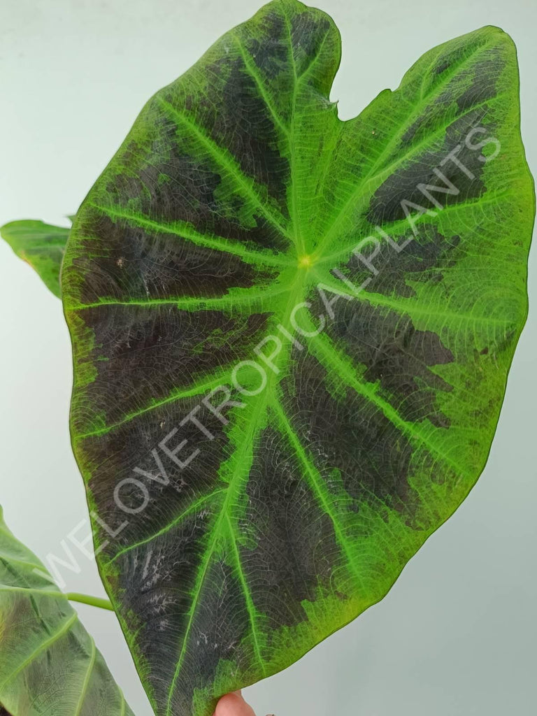 Colocasia illustris