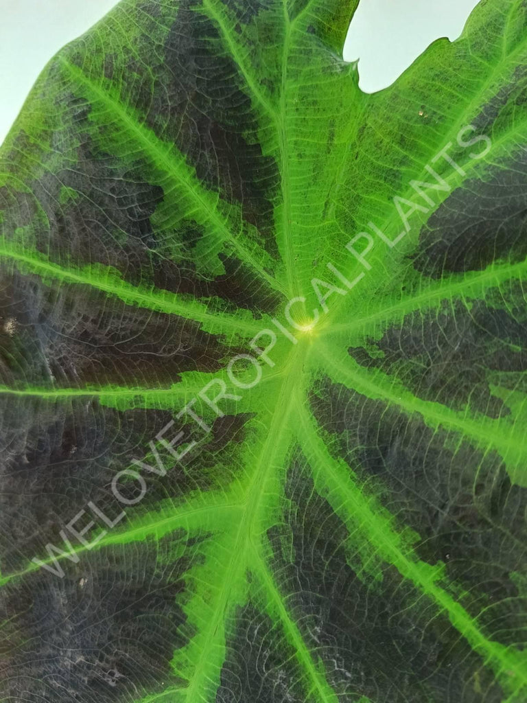 Colocasia illustris