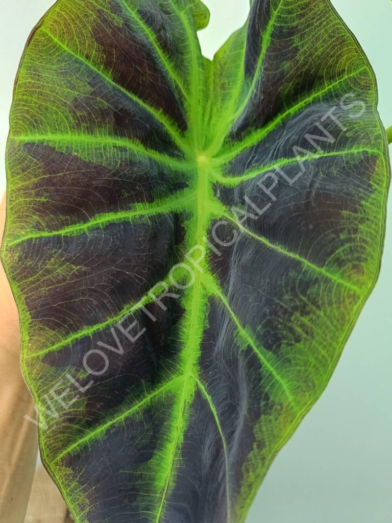 Colocasia illustris