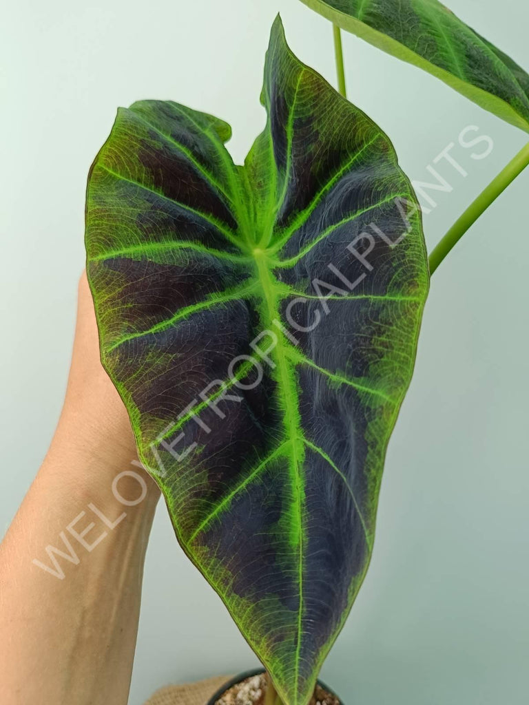 Colocasia illustris