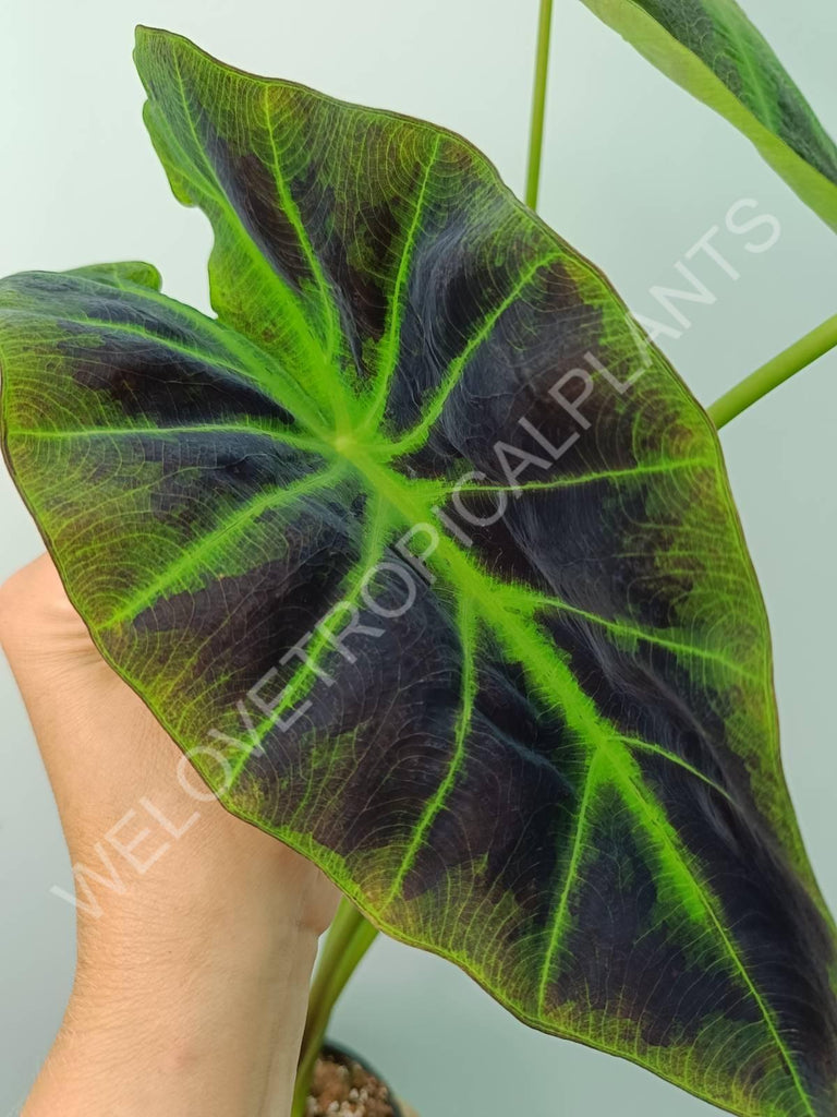 Colocasia illustris