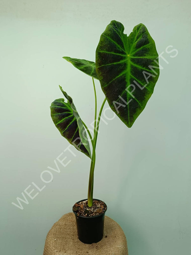 Colocasia illustris