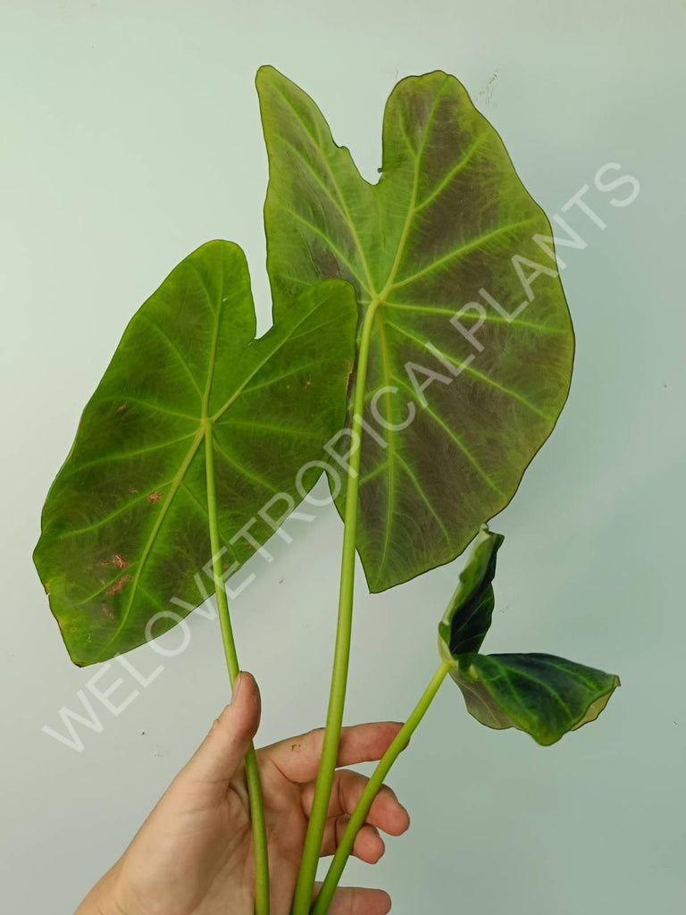 Colocasia illustris