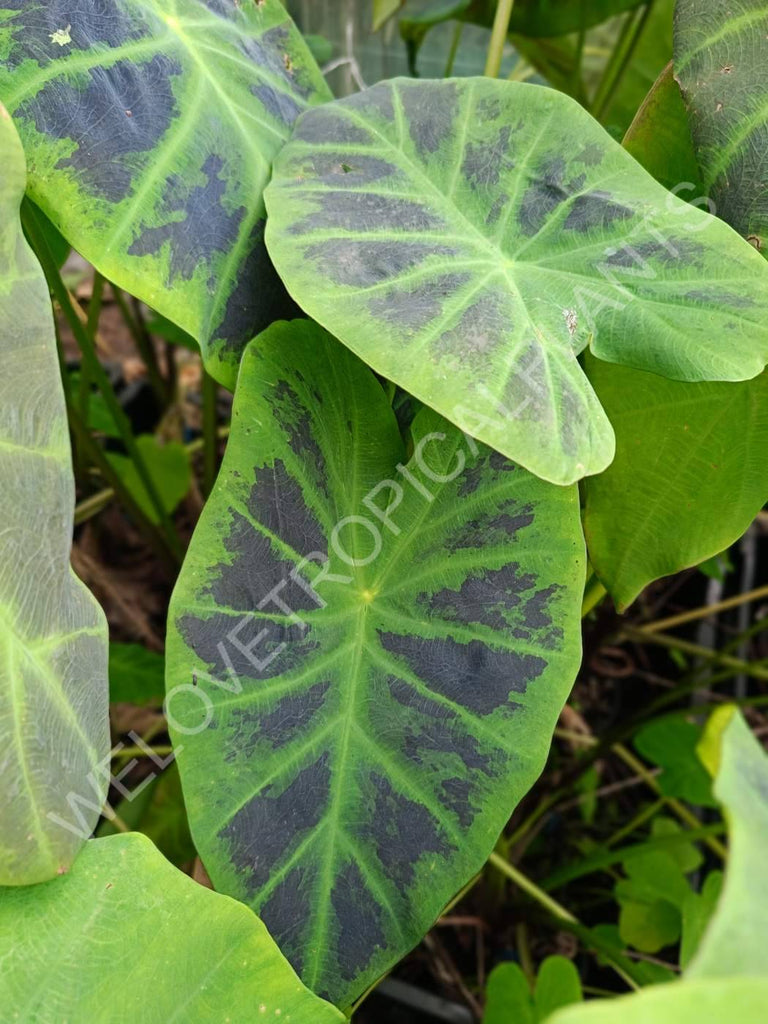 Colocasia illustris