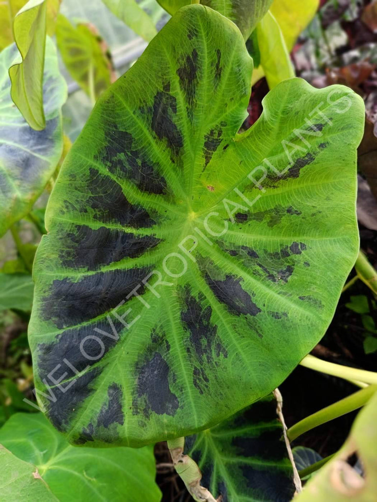 Colocasia illustris